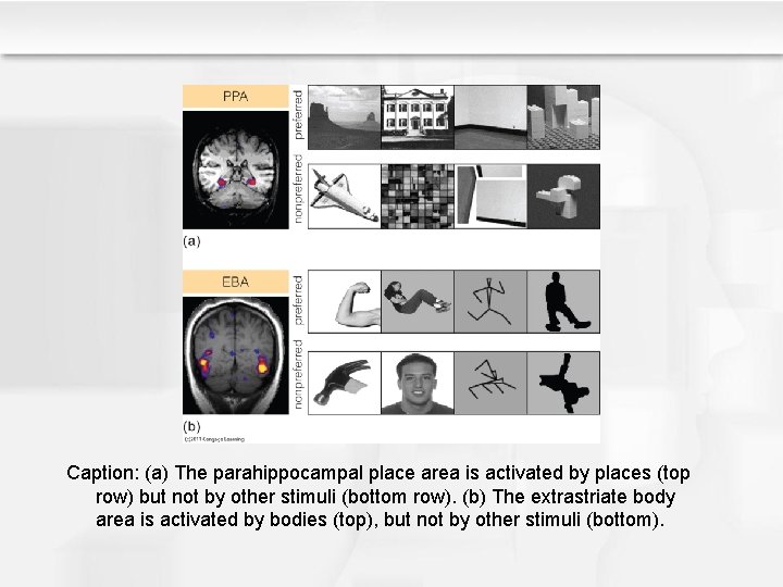 Caption: (a) The parahippocampal place area is activated by places (top row) but not