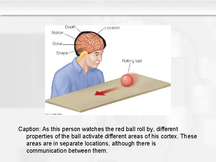 Caption: As this person watches the red ball roll by, different properties of the