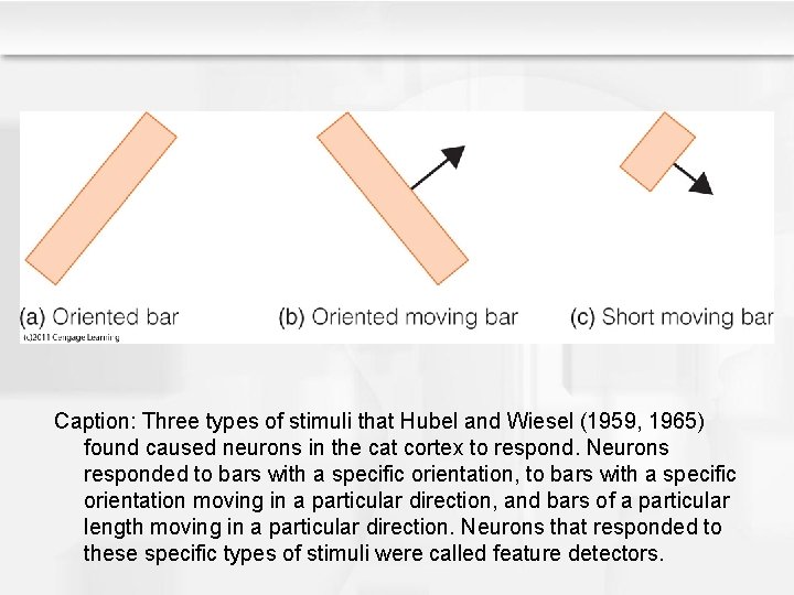 Caption: Three types of stimuli that Hubel and Wiesel (1959, 1965) found caused neurons