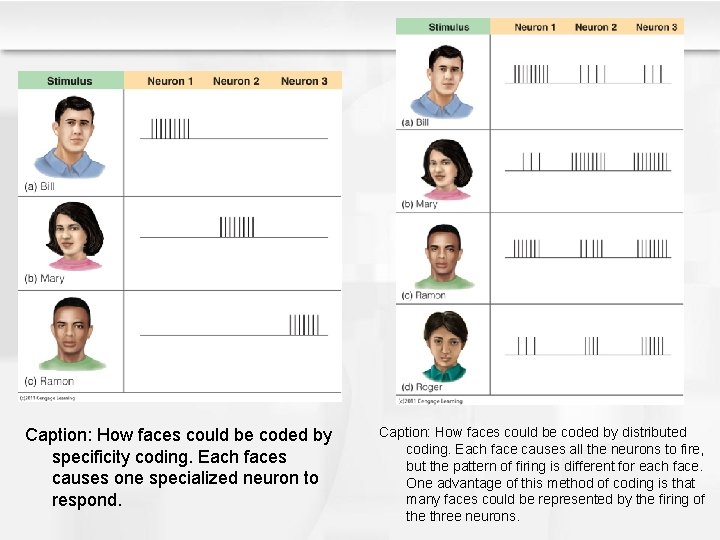 Caption: How faces could be coded by specificity coding. Each faces causes one specialized