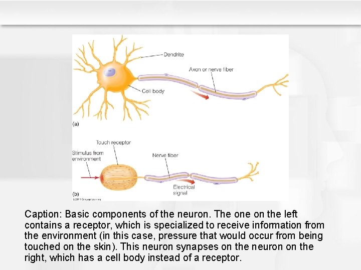 Caption: Basic components of the neuron. The on the left contains a receptor, which