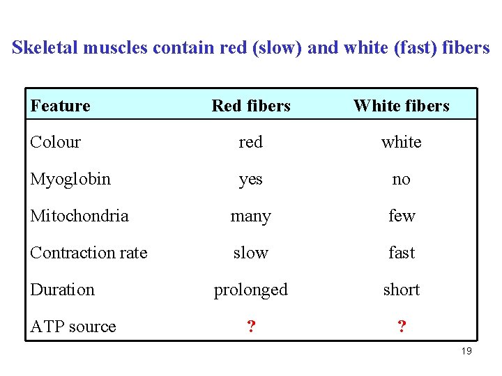 Skeletal muscles contain red (slow) and white (fast) fibers Feature Red fibers White fibers