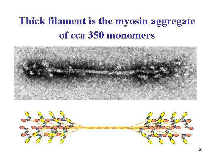 Thick filament is the myosin aggregate of cca 350 monomers 2 