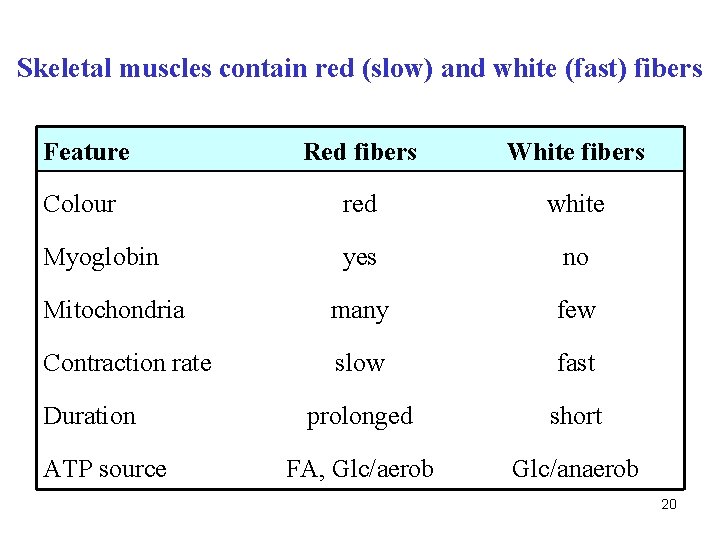 Skeletal muscles contain red (slow) and white (fast) fibers Feature Red fibers White fibers