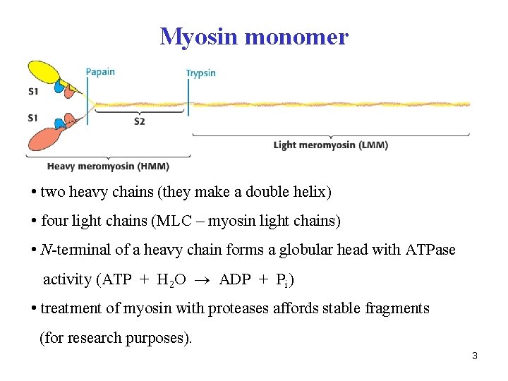 Myosin monomer • two heavy chains (they make a double helix) • four light