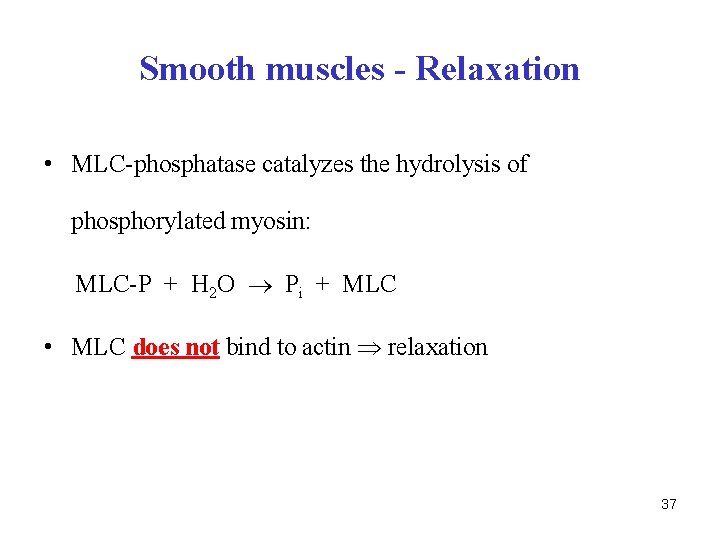 Smooth muscles - Relaxation • MLC-phosphatase catalyzes the hydrolysis of phosphorylated myosin: MLC-P +