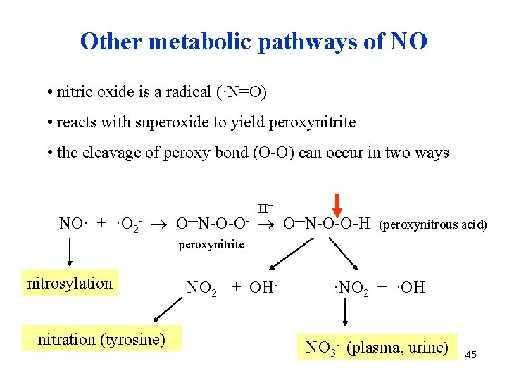 Other metabolic pathways of NO • nitric oxide is a radical (·N=O) • reacts