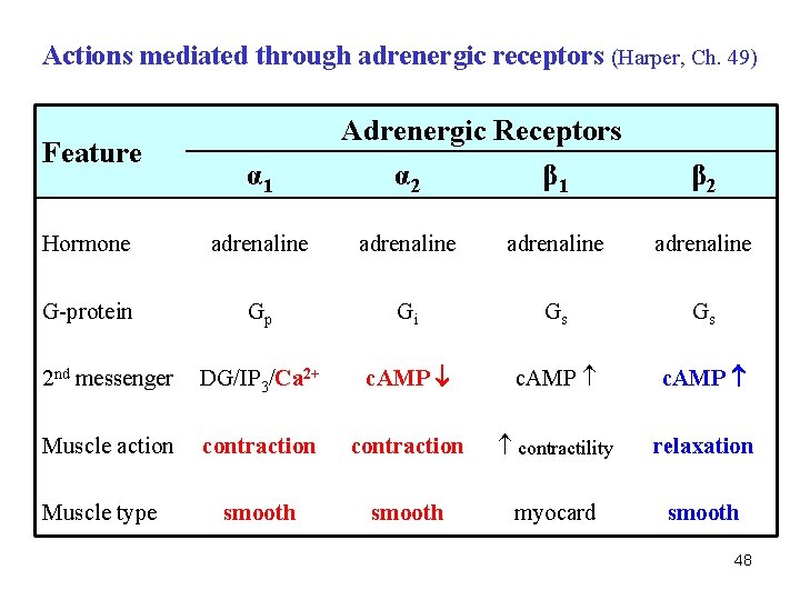 Actions mediated through adrenergic receptors (Harper, Ch. 49) Feature α 1 Adrenergic Receptors α