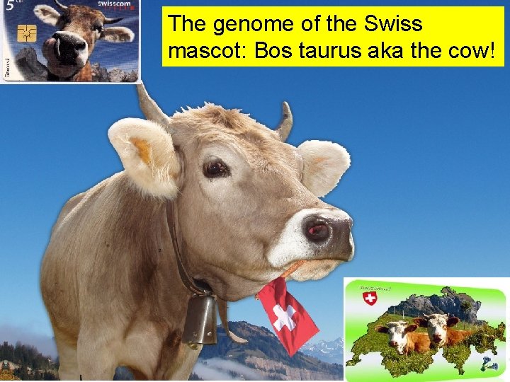 The genome of the Swiss mascot: Bos taurus aka the cow! 