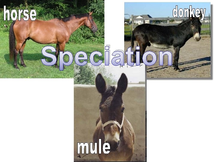 Speciation 