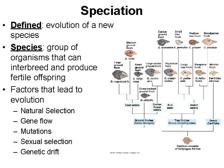 Speciation • Defined: evolution of a new species • Species: group of organisms that