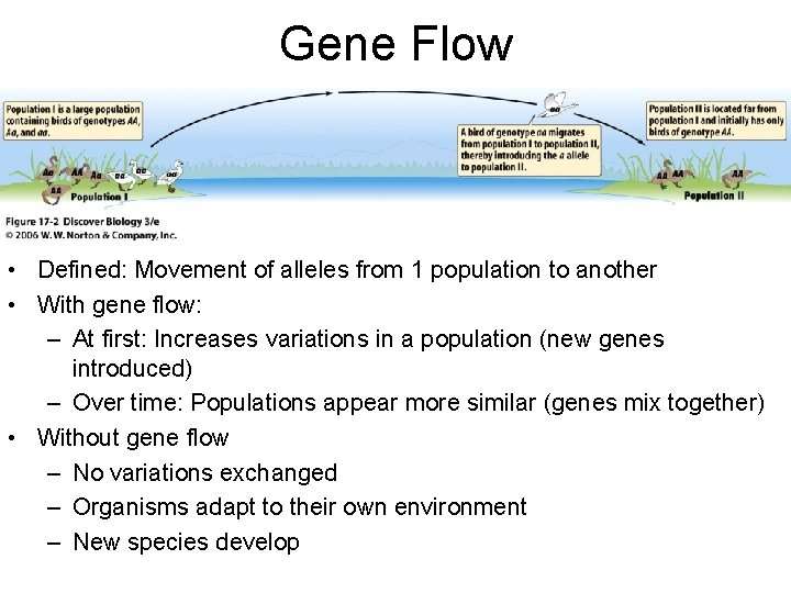 Gene Flow • Defined: Movement of alleles from 1 population to another • With