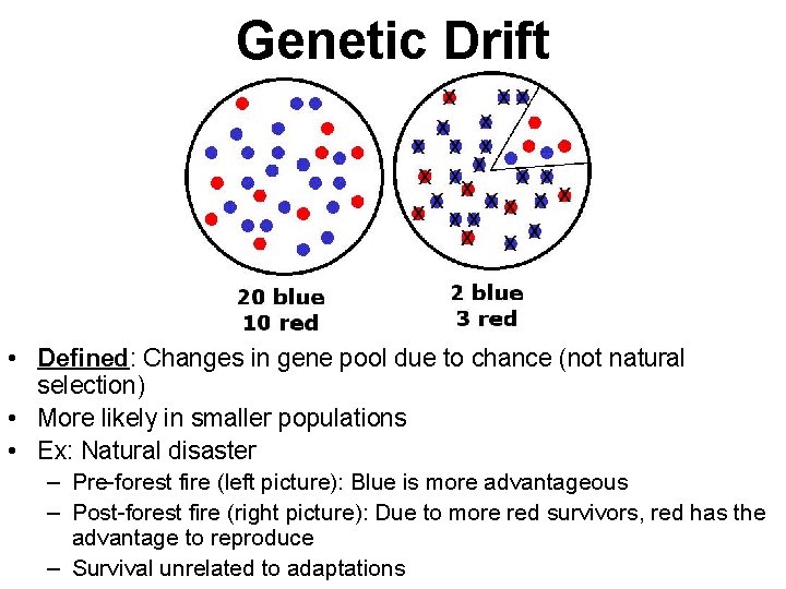 Genetic Drift • Defined: Changes in gene pool due to chance (not natural selection)