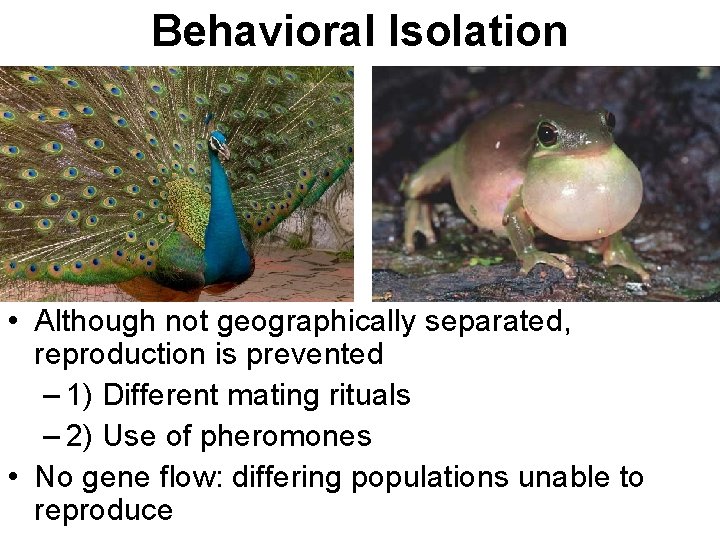 Behavioral Isolation • Although not geographically separated, reproduction is prevented – 1) Different mating