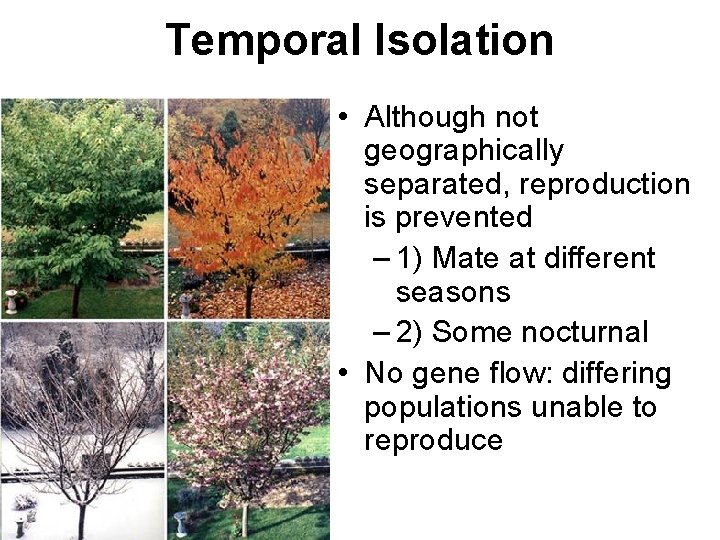 Temporal Isolation • Although not geographically separated, reproduction is prevented – 1) Mate at