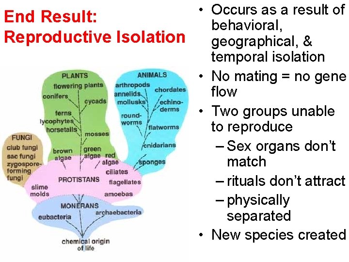  • Occurs as a result of End Result: behavioral, Reproductive Isolation geographical, &