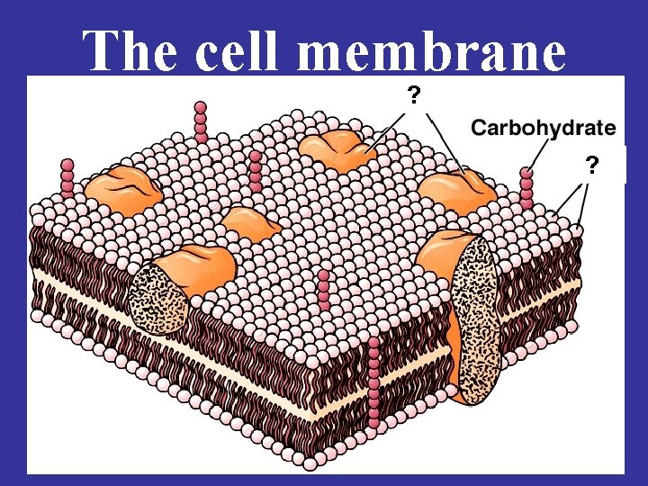 The cell membrane ? ? 