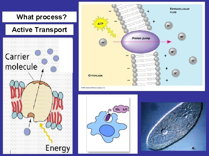 What process? Active Transport 