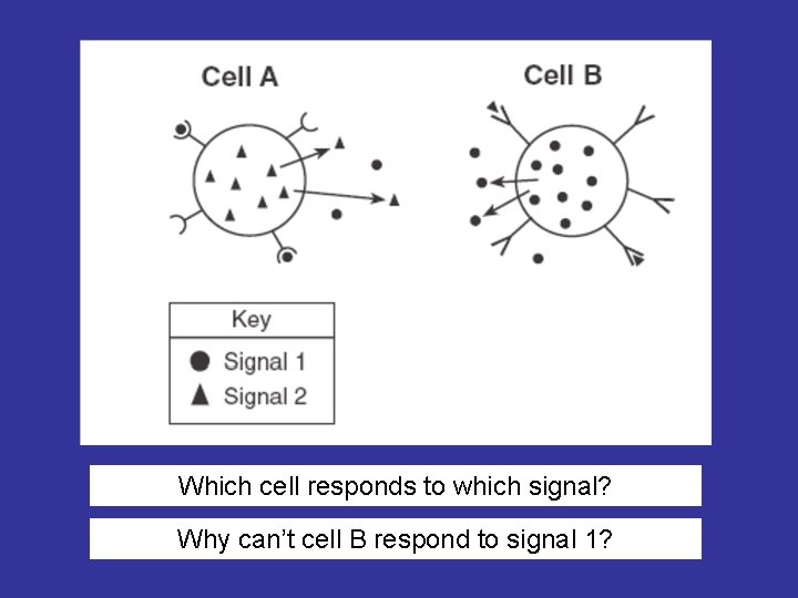 Which cell responds to which signal? Why can’t cell B respond to signal 1?