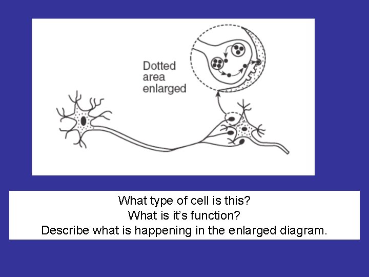 What type of cell is this? What is it’s function? Describe what is happening