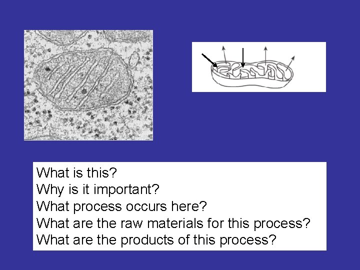 What is this? Why is it important? What process occurs here? What are the