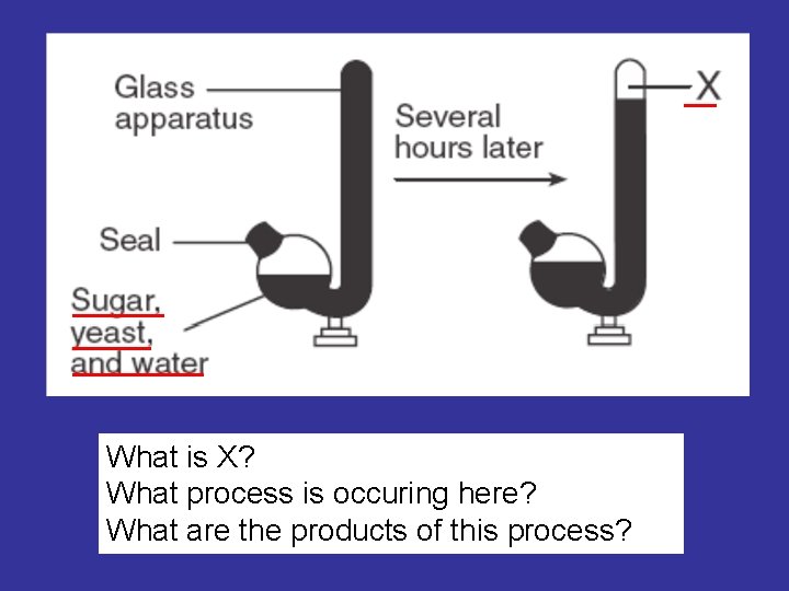 What is X? What process is occuring here? What are the products of this