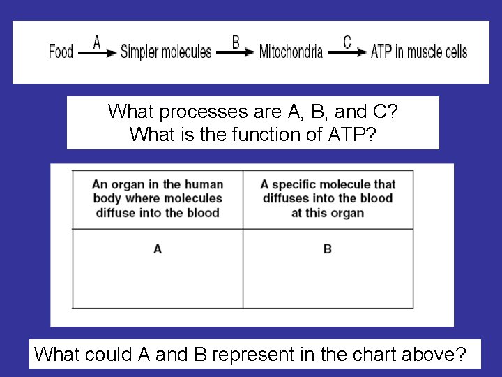 What processes are A, B, and C? What is the function of ATP? What