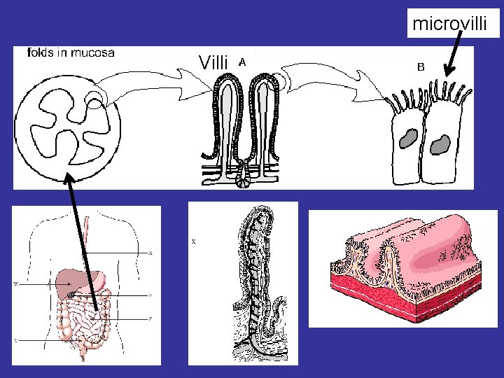 microvilli Villi 