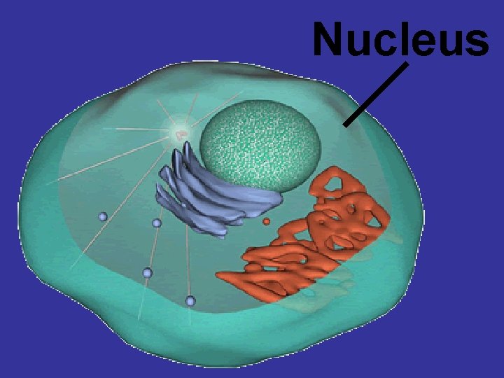 Nucleus 