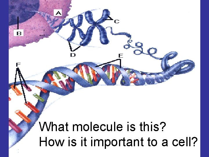 What molecule is this? How is it important to a cell? 