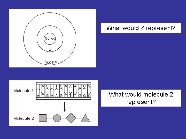 What would Z represent? What would molecule 2 represent? 