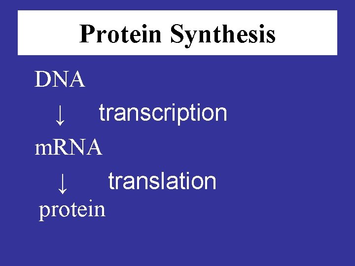 Protein Synthesis DNA ↓ transcription m. RNA ↓ translation protein 