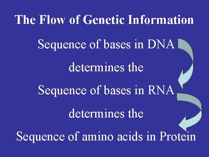 The Flow of Genetic Information Sequence of bases in DNA determines the Sequence of