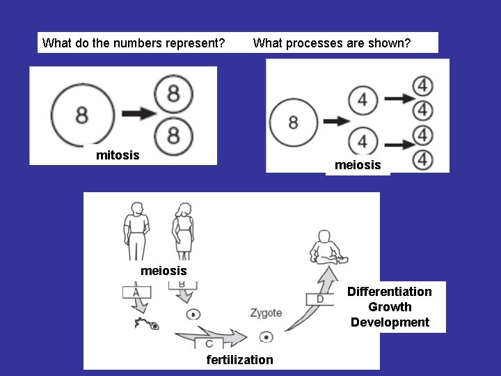 What do the numbers represent? What processes are shown? mitosis meiosis Differentiation Growth Development