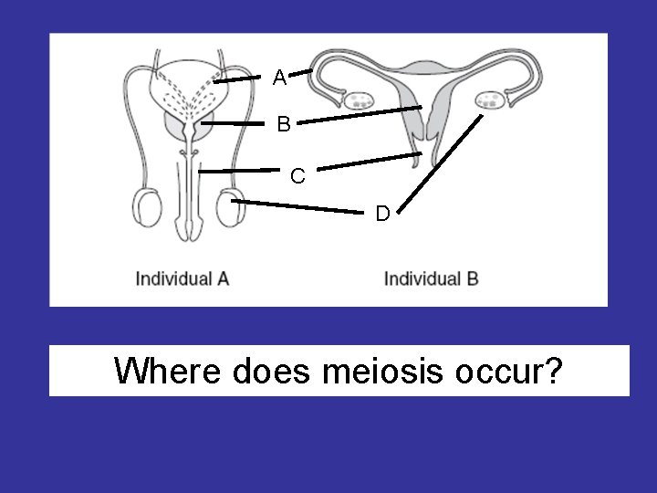 A B C D Where does meiosis occur? 