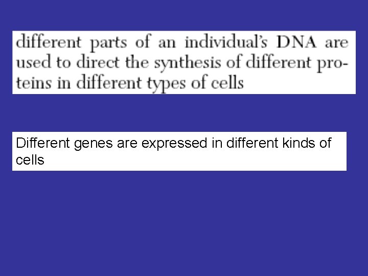 Different genes are expressed in different kinds of cells 