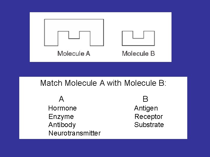 Match Molecule A with Molecule B: A Hormone Enzyme Antibody Neurotransmitter B Antigen Receptor