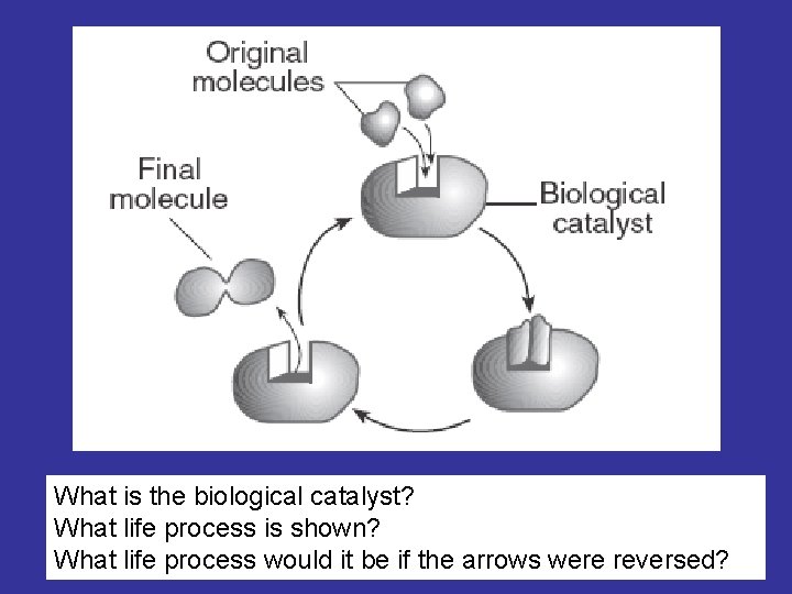 What is the biological catalyst? What life process is shown? What life process would