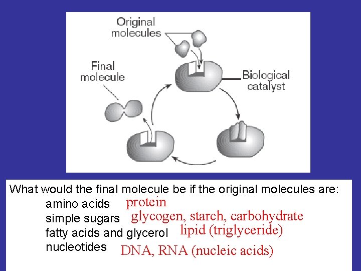 What would the final molecule be if the original molecules are: amino acids protein