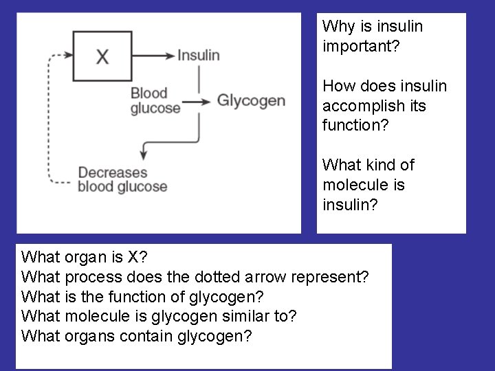 Why is insulin important? How does insulin accomplish its function? What kind of molecule