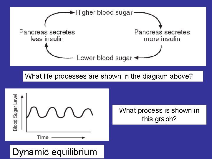 What life processes are shown in the diagram above? What process is shown in