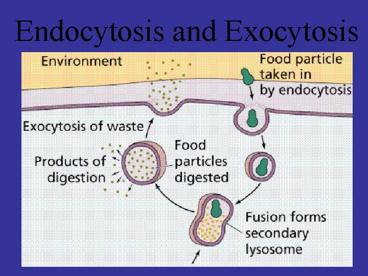 Endocytosis and Exocytosis 