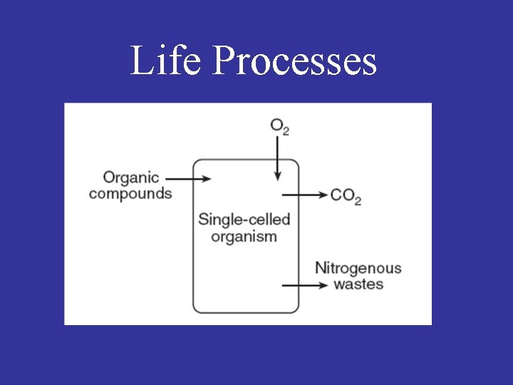 Life Processes 