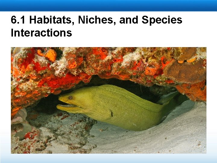 6. 1 Habitats, Niches, and Species Interactions 