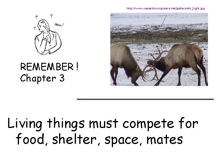 http: //www. wasatchcomputers. net/gallery/elk_fight. jpg REMEMBER ! Chapter 3 _________ Living things must compete