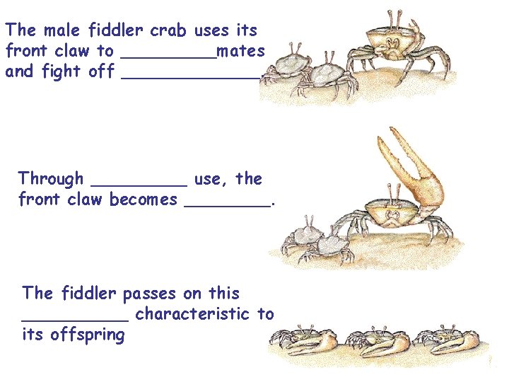 The male fiddler crab uses its front claw to _____mates and fight off _______.