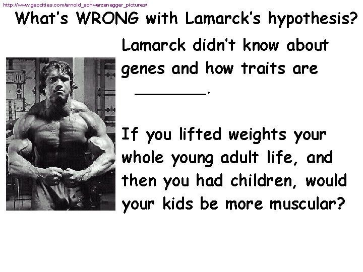 http: //www. geocities. com/arnold_schwarzenegger_pictures/ What’s WRONG with Lamarck’s hypothesis? Lamarck didn’t know about genes