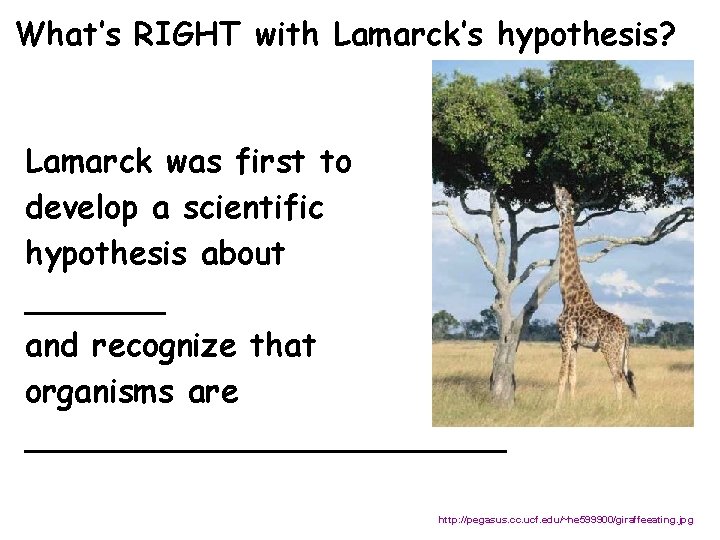 What’s RIGHT with Lamarck’s hypothesis? Lamarck was first to develop a scientific hypothesis about