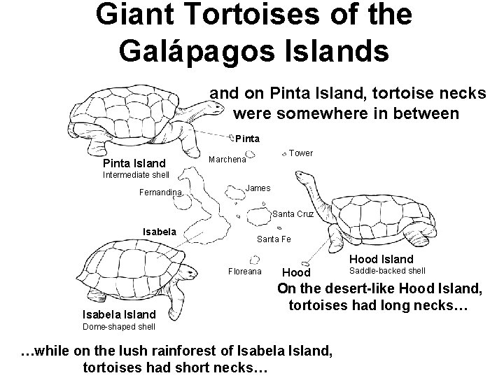 Giant Tortoises of the Galápagos Islands Section 15 -1 and on Pinta Island, tortoise