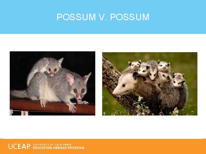 POSSUM V. POSSUM 